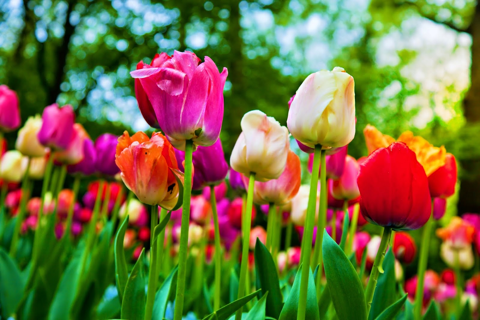 fotos-de-rosas-tulipanes-flores-y-arreglos-florales-de-colores-para-compartir  (9) - St. Joan of Arc School K-8